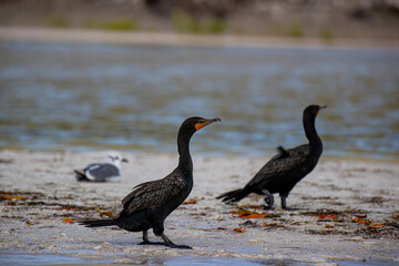 Dzika przyroda Meksyk Rio Lagartos