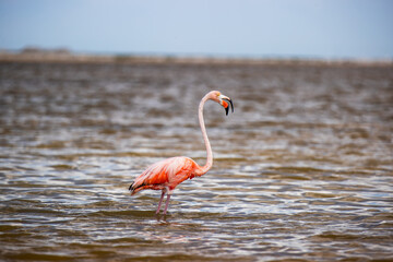 Fototapeta premium Flaming w Meksyku w Rio Lagartos