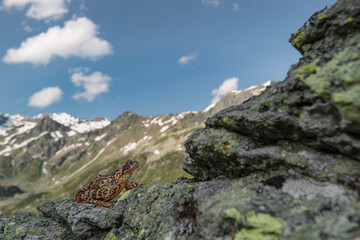 Alps landscape with common frog on foreground (Rana temporaria)