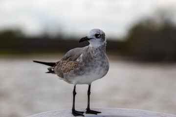 Dzika przyroda Meksyk Rio Lagartos