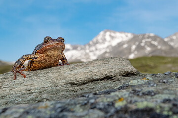 The European common frog with Alps mountains on background (Rana temporaria)