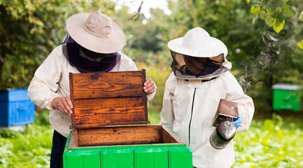 Beekeepers examining beehives on grassy field. Apiculture. Collecting honey at end of summer