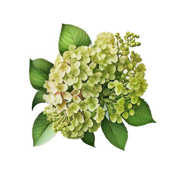 Blooming inflorescence of hydrangea arborescens isolated on white background. A branch of a flowering shrub close-up.  Photo for catalog of plants. Garden center or plant nursery. Generative AI