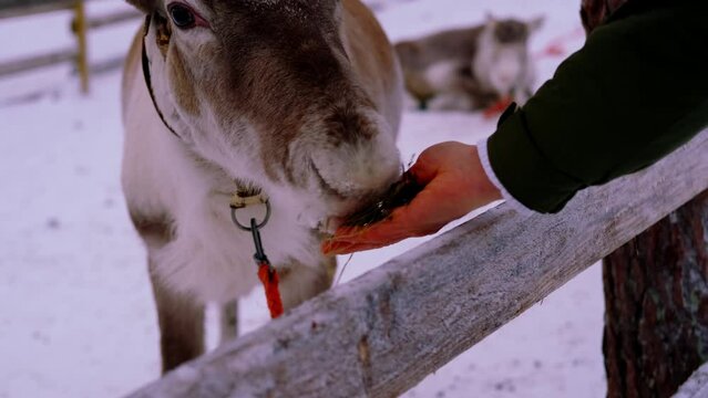 close-up of male hands feed with fresh moss beautiful domesticated finnish tundra deer, Rangifer tarandus, fur shiny skin, animal gently takes food with its lips, freight transport