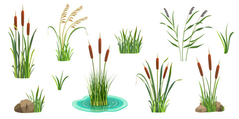 Reeds on white. Set of elements of tall marsh grass with cattail. Vector illustration of lake vegetation. River thickets - obrazy, fototapety, plakaty