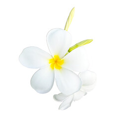 Fototapeta na wymiar Frangipani flower blooming isolated on transparent background. Concept: beautiful flowers for decoration spa.