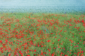 Bird's-eye view of a blooming poppy field in Rheinhessen/Germany near Flonsheim