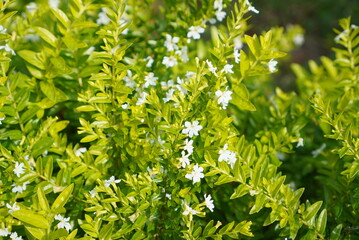 Obraz premium green leaves background