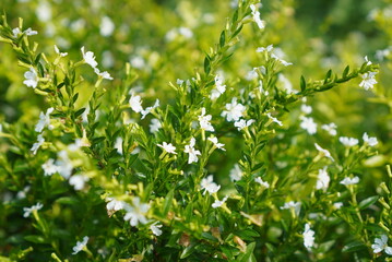 Obraz premium flowers