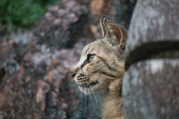のんびり過ごしている可愛い野良の地域猫