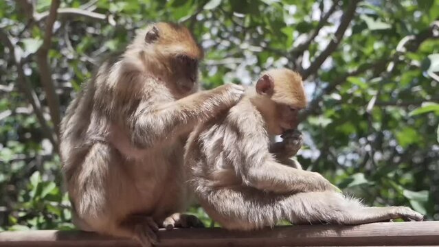 Monkeys clean each other in the freshness of Ouzoud Falls, Morocco