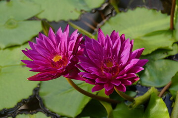 fuchsia colored exotic water lilies in the pond in the rain forest	