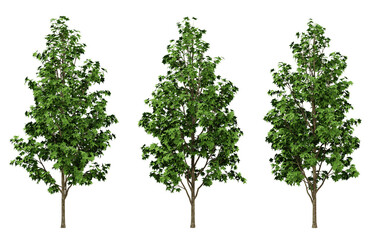 Obraz premium Green liquidambar formosana trees on transparent background, outdoor plants, maple tree, 3d render illustration.