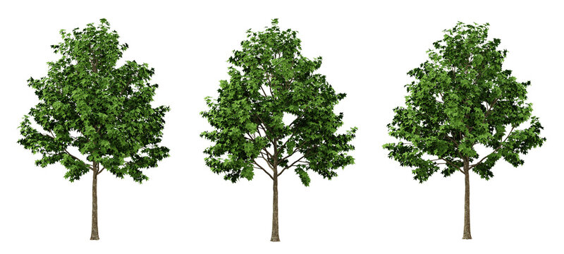 Green liquidambar formosana trees on transparent background, outdoor plants, maple tree, 3d render illustration.