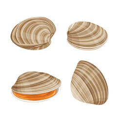  clams vector illustration isolated on white background.