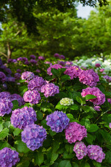 紫陽花