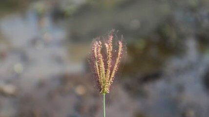 Obraz premium The flower of Chloris virgata is a species of grass known by the common names feather finger grass feathery Rhodes-grass and feather windmill grass.