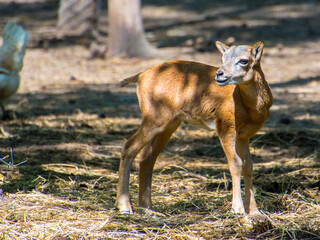 Lamb of an European musimon in a forest