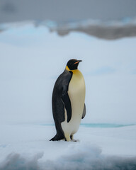 Fototapeta na wymiar Emperor penguin in Natarctica standing and walk on snow