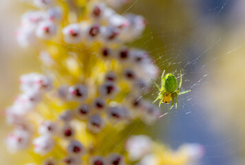 Cucumber green spider in its web