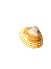 Seashell of various shapes . Isolate on white. PNG 