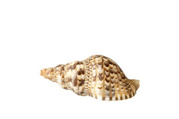 Seashell of various shapes . Isolate on white. PNG 