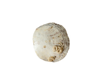 Seashell of various shapes . Isolate on white. PNG 