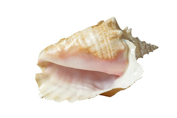 Seashell of various shapes . Isolate on white. PNG 