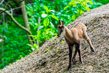 Young Alpine chamois baby in a forest