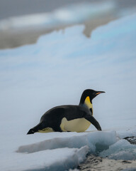Emperor penguin in Natarctica standing and walk on snow