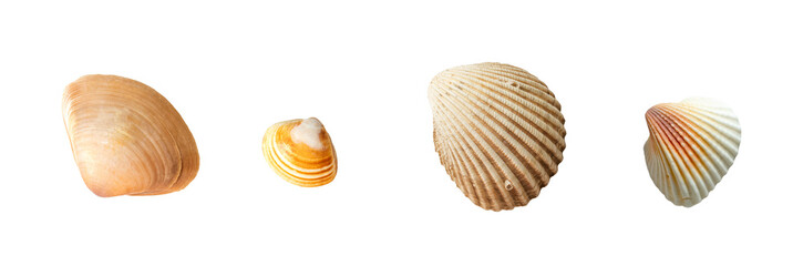 Seashells of various shapes and sizes. Isolate on white. PNG
