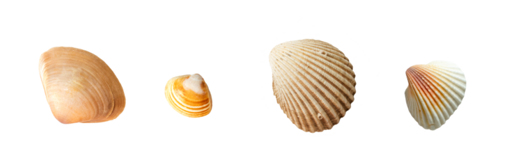 Seashells of various shapes and sizes. Isolate on white. PNG
