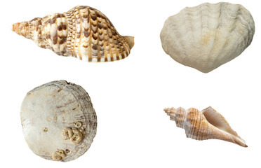 Seashells of various shapes and sizes. Isolate on white. PNG
