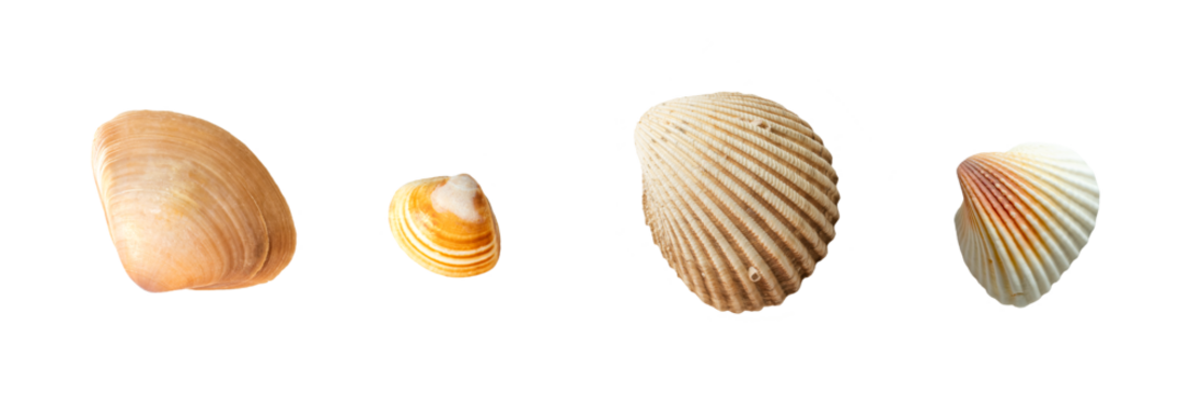 Seashells of various shapes and sizes. Isolate on white. PNG
