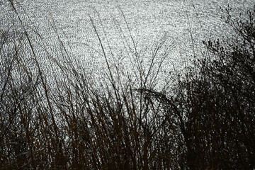 冬の夕暮れの池