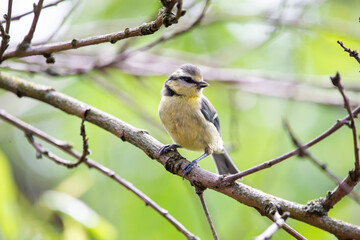 A blue tit (Cyanistes caeruleus) sitting on a branch