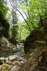 森の中の吊り橋