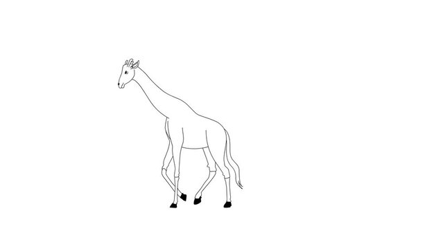 2d Hand Drawn Animation, Giraffe Animal Is Walking On Isolated White Background