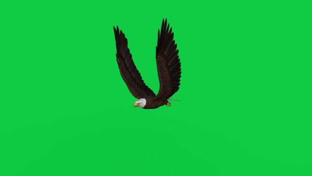 American bald eagle flying and gliding on green screen. 3D rendered loop animation.