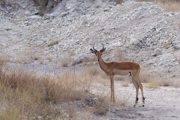 View of a young Impala standing on the path in Zambezi National Park, Zimbabwe - Powered by Adobe