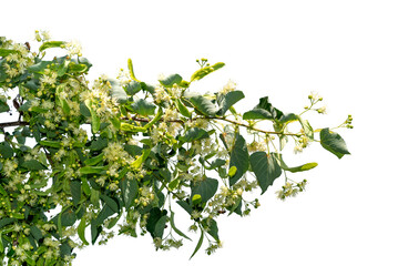 Flowering linden tree branch with white flowers and green leaves isolated