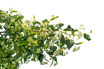 Flowering linden tree branch with white flowers and green leaves isolated