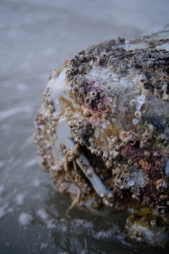 Rock Barnacle