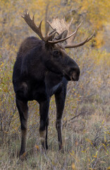 Bull Moose During the Fall Rut in Wyoming