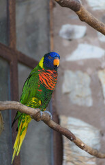 colorful small parrot 