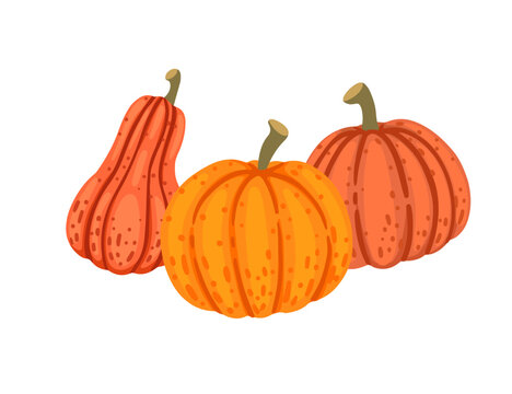 Orange pumpkins seasonal vegetable vector illustration isolated on white background