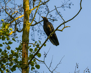 Carrion crow perching on tree branch on blue sky background