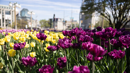 Bed of purple and yellow tulip in bloom during the Ottawa tulip festival with buildings and white clouds over a blue sky in the background