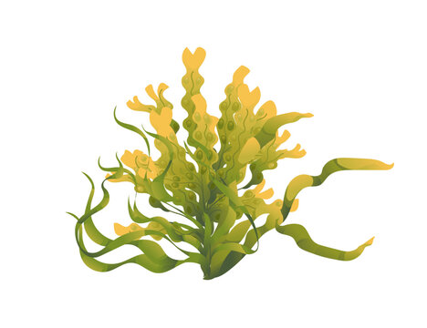 green and yellow seaweed on white background clip art preview