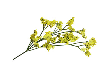 Twig of yellow limonium flowers isolated on white or transparent background